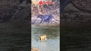 SINGA MENCOBA MENGGANGGU MACAN KUMBANGanimals lion vidioshort videoviral [upl. by Puklich]