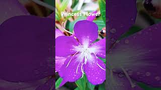 Tibouchina UrvilleanaPrincess Flowerflowers purpleflower beautifulflowers [upl. by Nylaj]