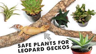 Top 10 Safe Plants For Leopard Geckos  BIOACTIVE ARID TANK [upl. by Buchbinder186]