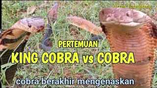 PERTEMUAN KING COBRA VS COBRA SUMATRA  0PHIOPAGUS HANNAH vs NAJA SUMATRANA [upl. by Arlee]