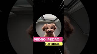 ✅️ TUTORIAL PEDRO PEDRO TIKTOK 😁  PEDRO PEDRO PEDRO TIKTOK 🥵👌TutorialesdeTiktok [upl. by Judi352]