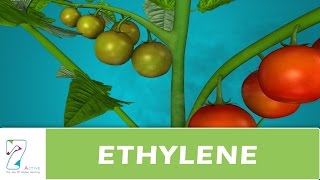 ETHYLENE [upl. by Jud]