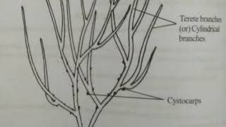 1052 Class I BSc Zoology Subject Allied Botany Topic Gracilaria [upl. by Goldner942]