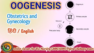 Oogenesis notes  Oogenesis notes embryology in hindi [upl. by Halil274]