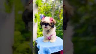 Snobby 🐾  shihtzu  doglover  pets puppy 🐕 doglo reach cutedog [upl. by Ahsasal]