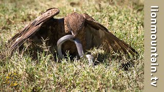 Brown Snake Eagle vs Forest Cobra  WILDLIFE CLASSICS [upl. by Mitzi708]