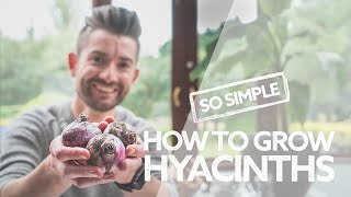 How to Grow Hyacinths  Everything You Need to Know  Guide to Growing Indoor Hyacinth Bulbs [upl. by Hazrit702]