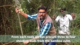 Vegetative Propagation of Bamboo by Cuttings [upl. by Samuele]