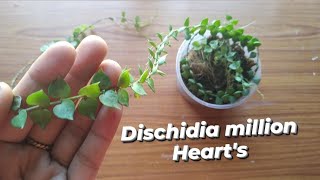 Dischidia Million heartsDischidia million hearts repottingd and carepotting mix [upl. by Nilcaj]