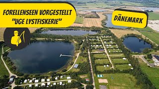 Forellenseen vorgestellt Uge Lystfiskerie Dänemark [upl. by Walley]