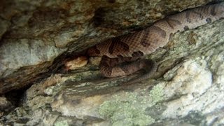 COPPERHEADS in Pennsylvania [upl. by Naxor]