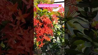 ixora plant care 😍✌️✌️🥰 trending garden youtubeshorts shortvideo viralshorts ytshorts [upl. by Renny827]