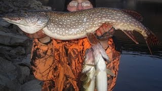 Winter River Fishing with Bait Rigs Walleye Northern Pike and Smallmouth Bass [upl. by Elolcin]