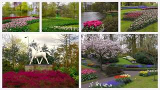 Tulpenpracht in Holland auf dem Keukenhof [upl. by Sinoda589]