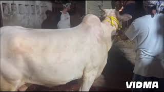 VERY BEAUTIFUL HANSA COW LOADING FROM WASIM BHAI KHATAAL 🐄 [upl. by Ailuy870]