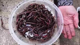 Asian Jumping worms raise concerns as invasive species in Wisconsin causing trouble for gardeners [upl. by Kraska]