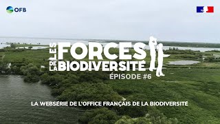 Les forces de la biodiversité 6  Le fuligule milouin [upl. by Enuj]