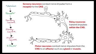 Reflex action OCR A ALevel Biology Revision 515 Animal Response [upl. by Yelad]