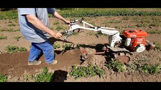 butage de pommes de terre dune grande parcelle avec un motoculteur [upl. by Yriek]