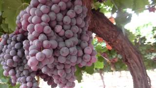 Managing Botrytis in the vineyard [upl. by Yursa]