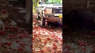 🦀 Crab Plow Truck Navigates Millions of Red Crabs On Christmas Island [upl. by Htezil]