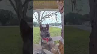 dogs ringing doorbells 🐕‍🦺dogs doglover germanshepherd cutepets funnydogs doorbell [upl. by Penoyer1]