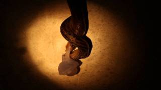 Leopard Slugs Mating HD [upl. by Trela]