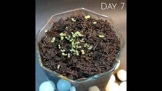 seeds sprouting  TimeLapse shorts timeslapse [upl. by Ernald]