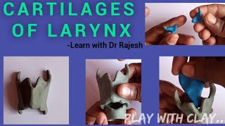 CARTILAGES OF LARYNX [upl. by Janice]