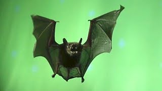 I PIPISTRELLI ci servono Sono utili contro le ZANZARE e per lAGRICOLTURA [upl. by Acinhoj]