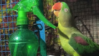 how to train a parrot to talk in hindi॥ Parrot Talking॥ Alexander parrot॥ बात करने वाला तोता [upl. by Yriek582]