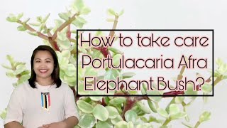 Portulacaria Afra Elephant Bush Care Guide Types and Propagation [upl. by Katherine]