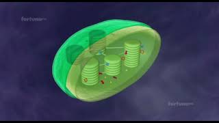 what is chloroplast and chlorophyll II chloroplast structure and function II chloroplast organelle [upl. by Janie]