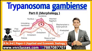 Structure of Trypanosoma Zoology  BSc3rd Year Paper  1 Unit 1  by Prahalad Sir [upl. by Cesaria573]