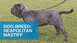 Dog Breed Video Neapolitan Mastiff [upl. by Nodanrb]