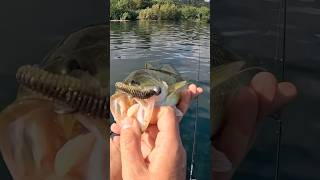 Bass fishing jig head com shad spinningfishing bassfishing [upl. by Neelhtakyram]