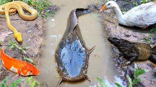 Tangkap ikan lele jumbo dalam lubang ada ikan gurame ikan gabus ikan hias kura kura [upl. by Atenik]