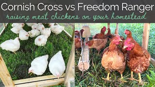 Cornish Cross vs Freedom Ranger Chickens  Raising Meat Chickens on your Homestead  Pasture Broiler [upl. by Eikcaj846]