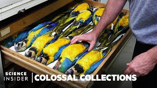 Why Over 600000 Bird Specimens Are Preserved At The Smithsonian  Colossal Collections [upl. by Bevan]