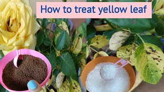 गुलाब के पिली पत्तियां कैसे ठीक करे How To Treat Yellow Leaf Rose plant [upl. by Hseyaj]