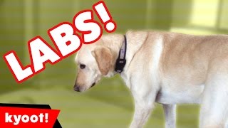 The Cutest Funny Labrador Home Videos of 2016 Weekly Compilation  Kyoot Animals [upl. by Edgar]