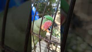 mithu awaaz talking parrot mitthu ki awaaz short video short viral parrot mithu shorts [upl. by Ellenoj]