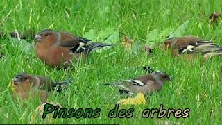 PINSONS des ARBRES en groupe [upl. by Uolymme693]