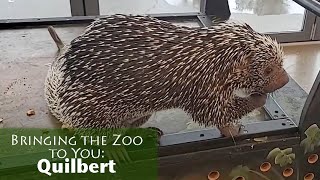 Bringing the Zoo to You Quilbert [upl. by Safier714]