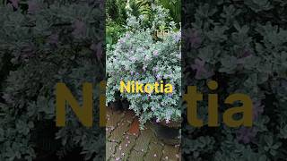 nikotia💕💕reels indoorplantplantnursery  Gardenshots song  short video flowering plant [upl. by Analram]