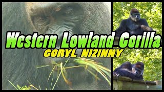 WESTERN LOWLAND GORILLA  Goryl Nizinny  Zoo Opole  Poland 4k [upl. by Romelda666]