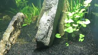 75Gallon CO2Injected Aquascape Update 81824 [upl. by Ansaev]