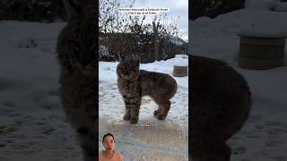 Woman rescued a bobcat from the trap rescue short shortvideo [upl. by Behm]