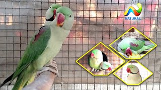 Alexandrine Parrot Breeding Season 2020 Breeding Tips [upl. by Maura]