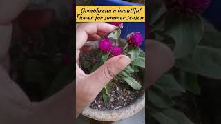 Gomphrena a beautiful flower for summer season shorts ashortaday youtubeshorts [upl. by Ycal]